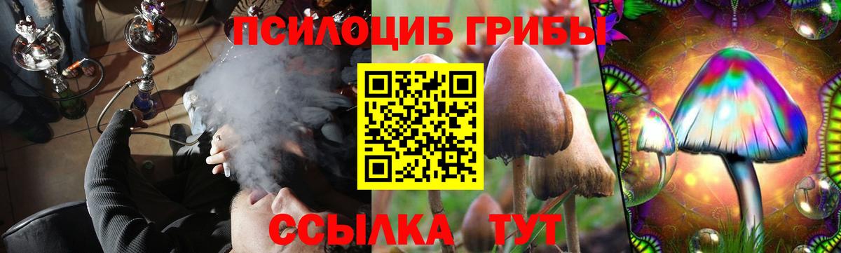Галлюциногенные грибы Psilocybe  Дубна 